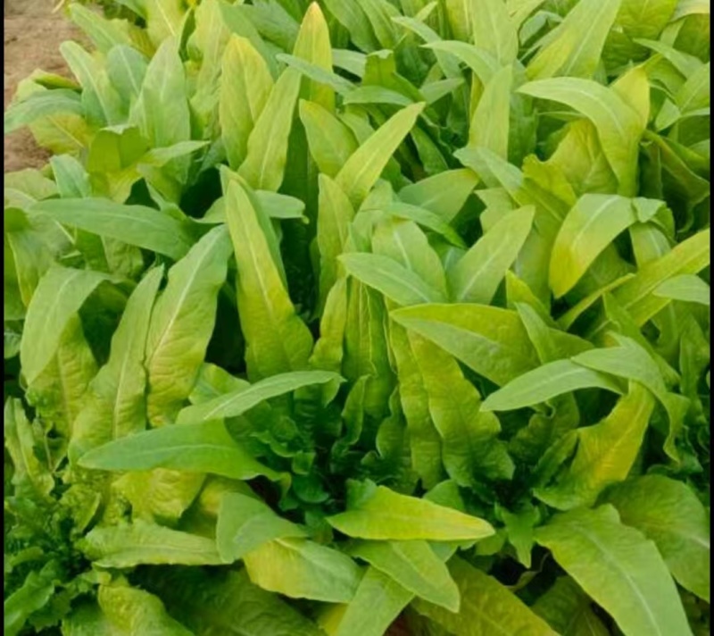 安徽精选油麦菜，物美价廉，量大从优，欢迎老板选购