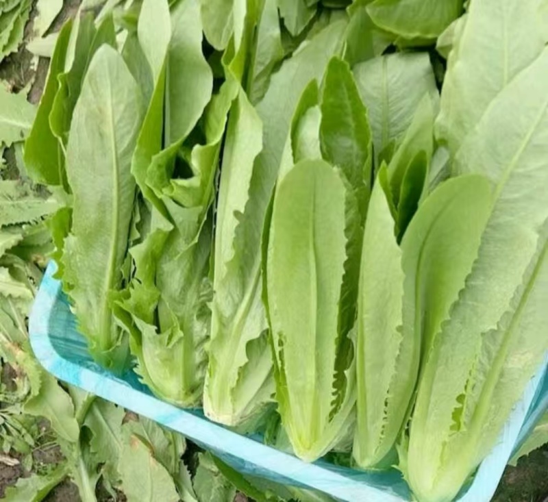 安徽精选油麦菜，物美价廉，量大从优，欢迎老板选购