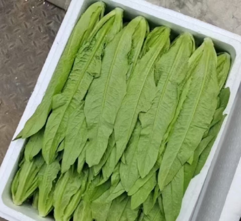 安徽精选油麦菜，物美价廉，量大从优，欢迎老板选购