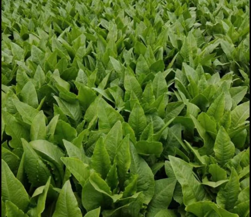 安徽精选油麦菜，物美价廉，量大从优，欢迎老板选购