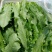 安徽精选油麦菜，物美价廉，量大从优，欢迎老板选购