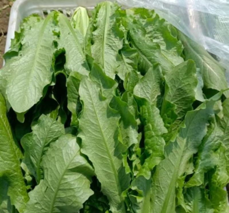 安徽精选油麦菜，物美价廉，量大从优，欢迎老板选购