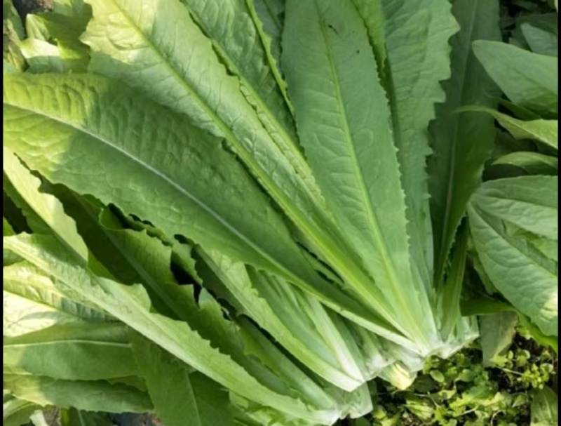 安徽精选油麦菜，物美价廉，量大从优，欢迎老板选购