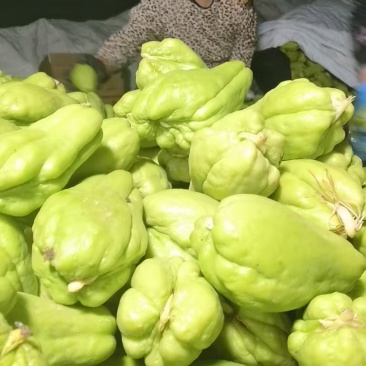山东产地直发精品佛手瓜芽基地育苗新鲜现货欢迎选购