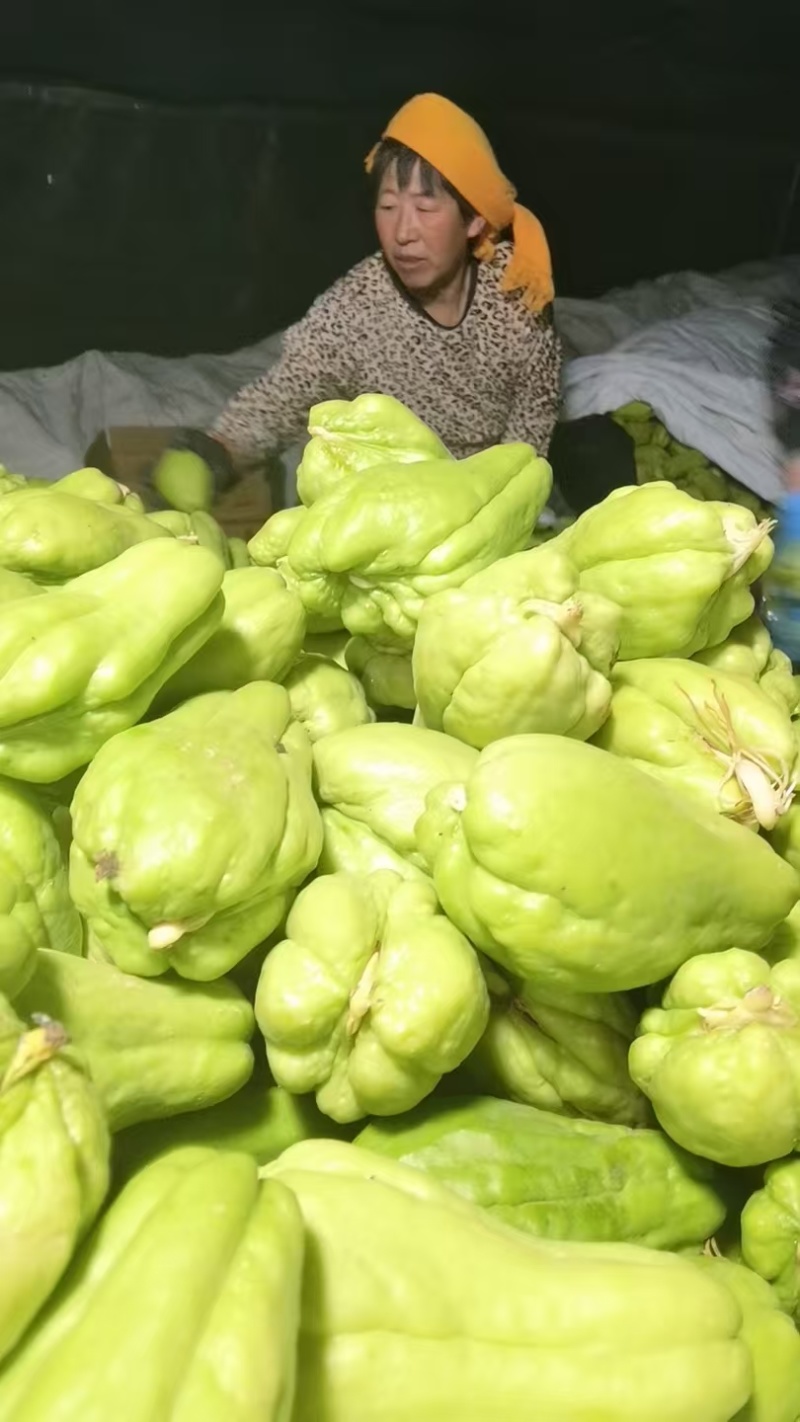 山东产地直发精品佛手瓜芽基地育苗新鲜现货欢迎选购