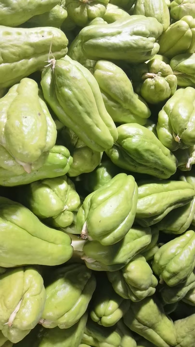 山东产地直发精品佛手瓜芽基地育苗新鲜现货欢迎选购