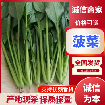 实力商家精品菠菜，大量新鲜现货速发物美价廉量大从优