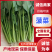 实力商家精品菠菜，大量新鲜现货速发物美价廉量大从优