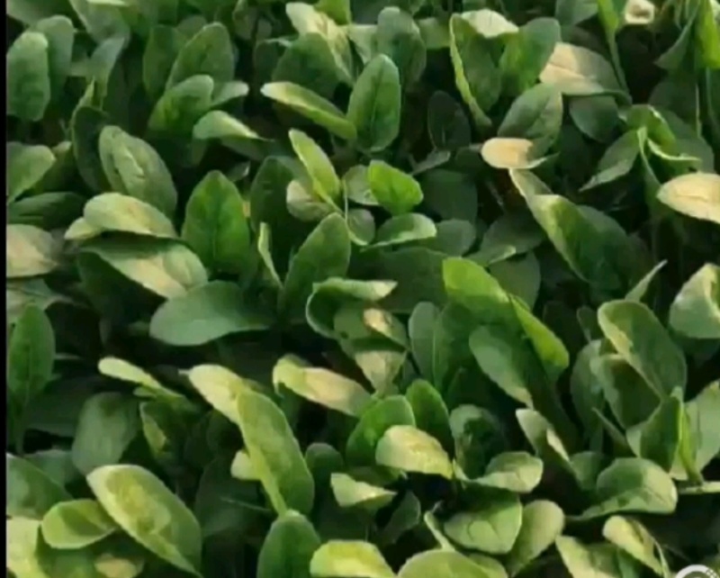 实力商家精品菠菜，大量新鲜现货速发物美价廉量大从优