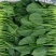实力商家精品菠菜，大量新鲜现货速发物美价廉量大从优
