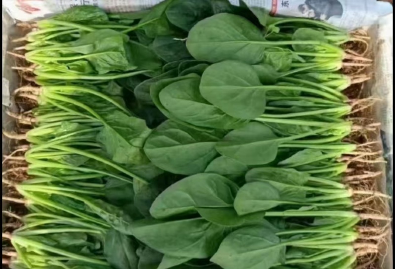 实力商家精品菠菜，大量新鲜现货速发物美价廉量大从优
