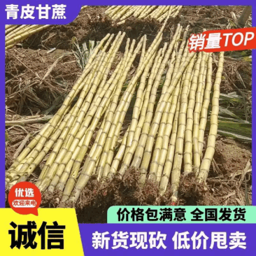 西双版纳青皮甘蔗甜度高汁水丰富口感脆甜不腻爆汁薄皮砍尾不