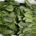 实力商家精品菠菜，大量新鲜现货速发物美价廉量大从优