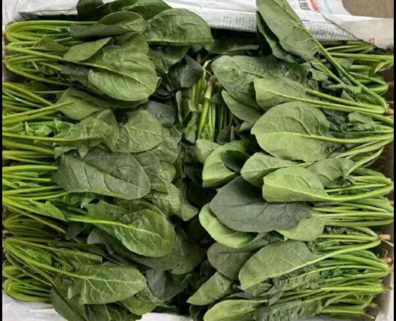 实力商家精品菠菜，大量新鲜现货速发物美价廉量大从优