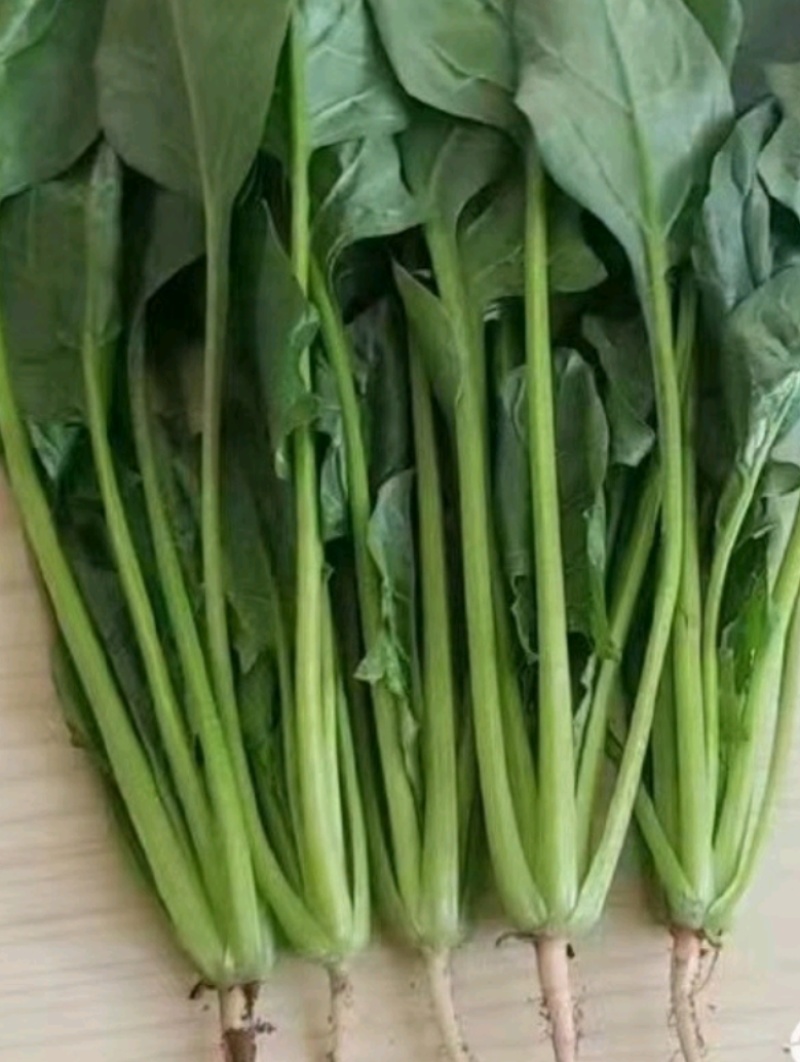 实力商家精品菠菜，大量新鲜现货速发物美价廉量大从优