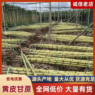 【果园直发】黄皮甘蔗现场挑货看货满意为止有工人设备装车快
