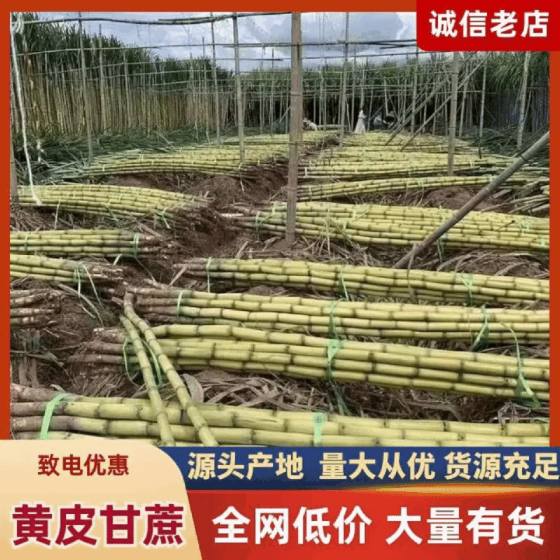【果园直发】黄皮甘蔗现场挑货看货满意为止有工人设备装车快
