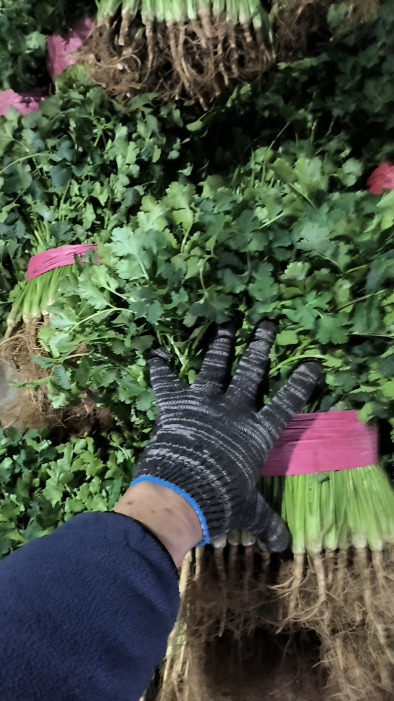 山东精品香菜产地直供量大价优可按需配货欢迎咨询