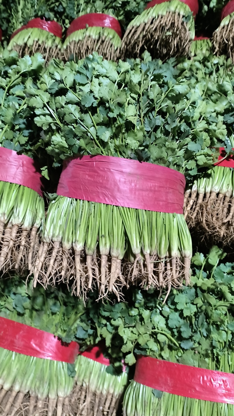 山东精品香菜产地直供量大价优可按需配货欢迎咨询