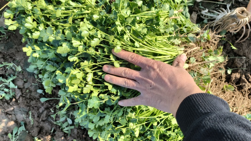 山东精品香菜产地直供量大价优可按需配货欢迎咨询