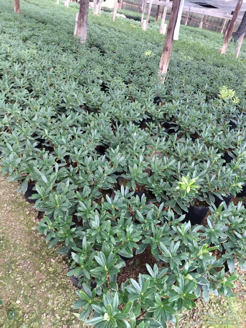 金边瑞香盆景花卉自己的基地直发品质高易成活价格实惠欢迎电联