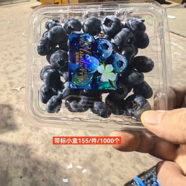 L11蓝莓产地直发货源充足甜美多汁