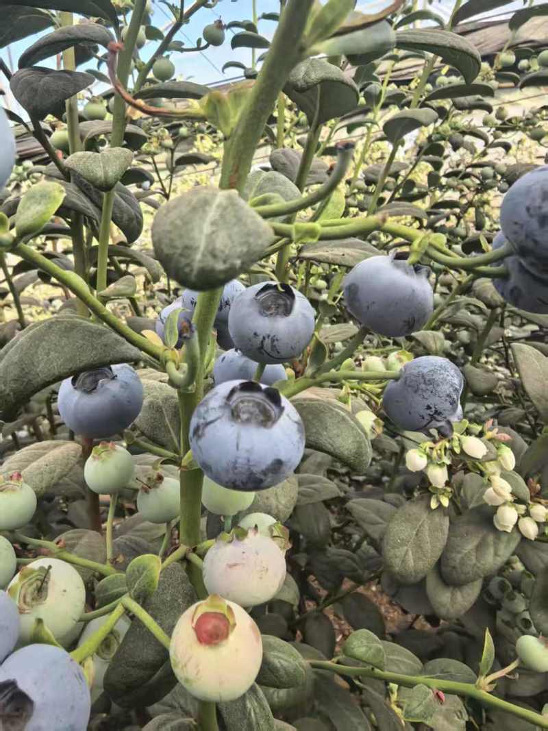 【精选】L11蓝莓云南蓝莓产地一手货源新鲜直达