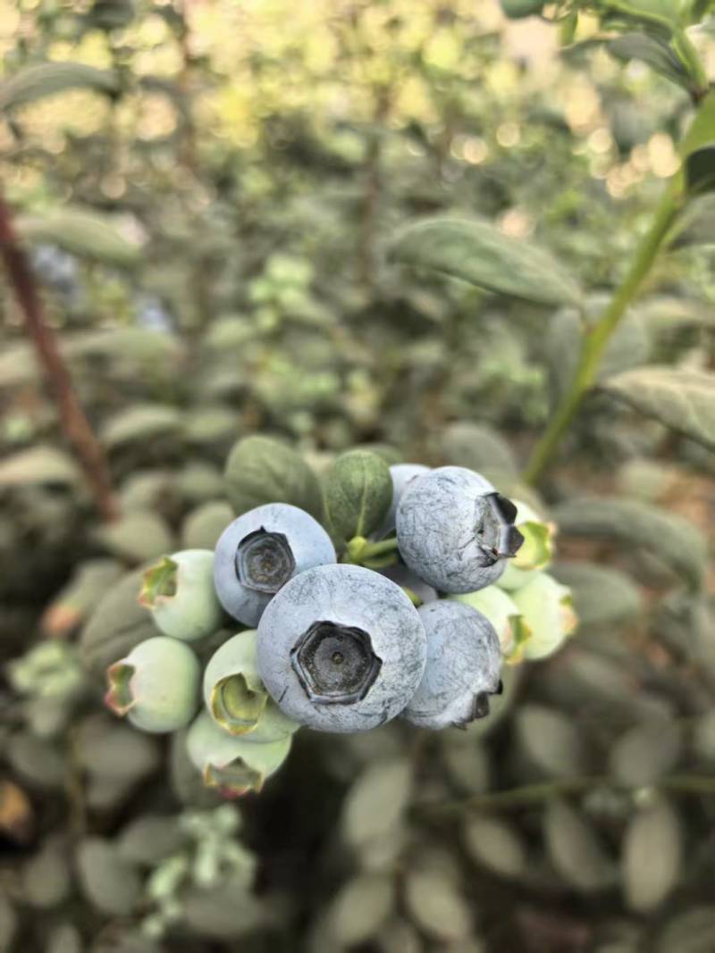 【精选】L11蓝莓云南蓝莓产地一手货源新鲜直达