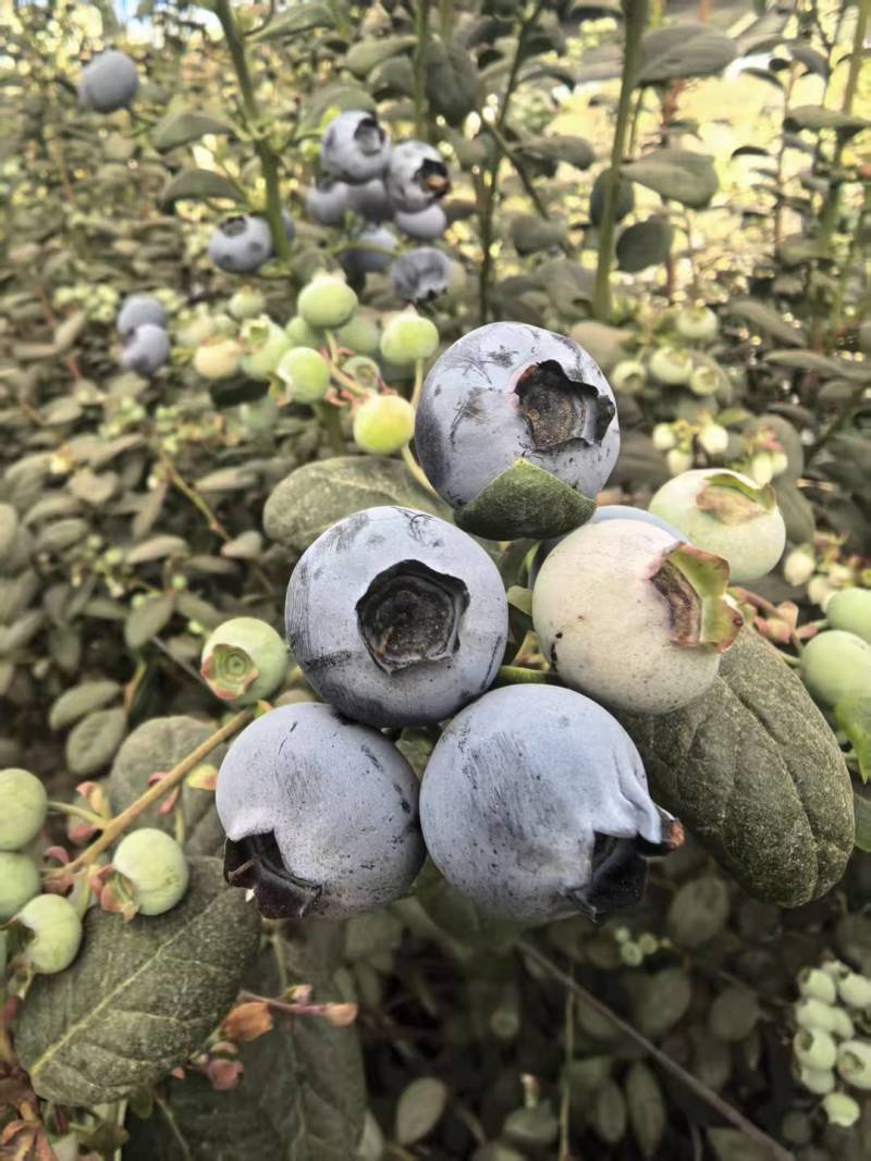 【精选】L11蓝莓云南蓝莓产地一手货源新鲜直达