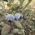 高山花香蓝莓,新鲜采摘,保证质量,