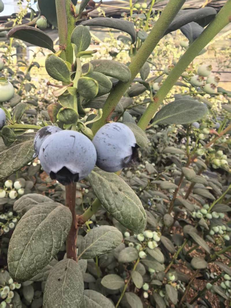 高山花香蓝莓，新鲜采摘，保证质量，