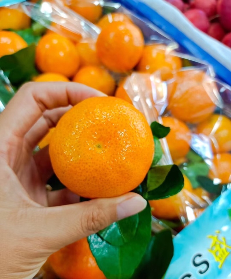 精品砂糖橘广西正宗砂糖橘现摘现发/对接全国各地电商市场