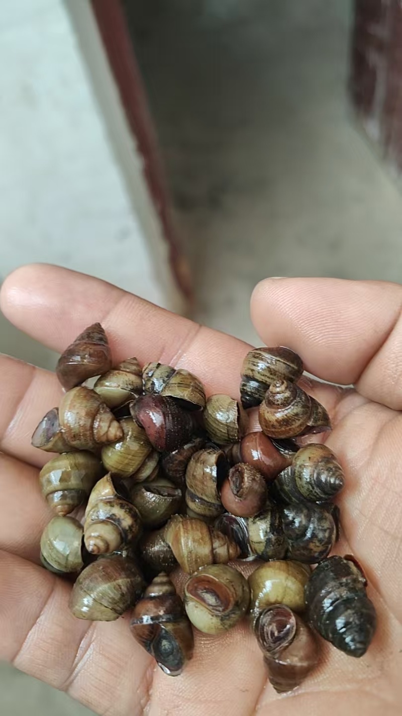 各种规格食用螺，产地直供，全国代发，欢迎咨询