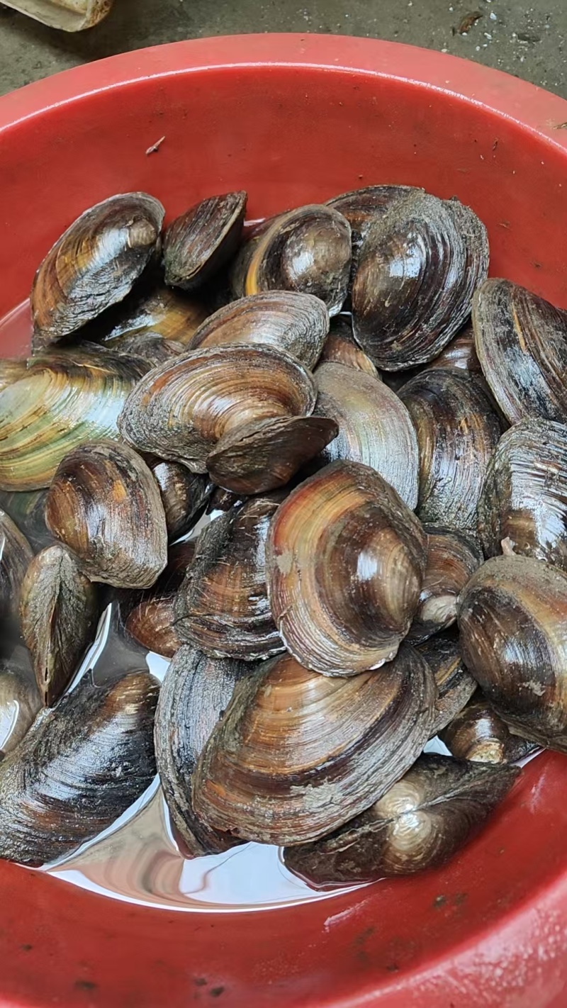 各种规格食用螺，产地直供，全国代发，欢迎咨询
