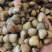 各种规格食用螺，产地直供，全国代发，欢迎咨询