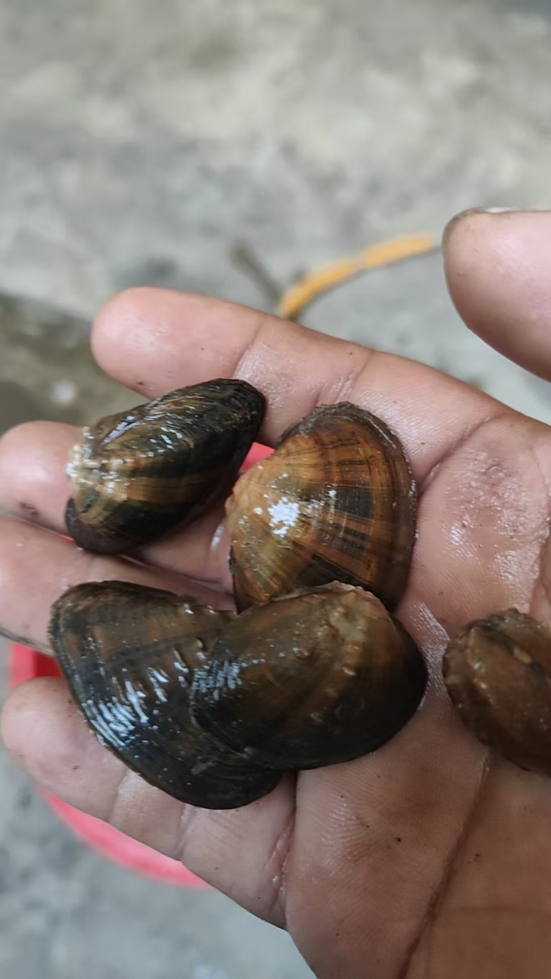 各种规格食用螺，产地直供，全国代发，欢迎咨询