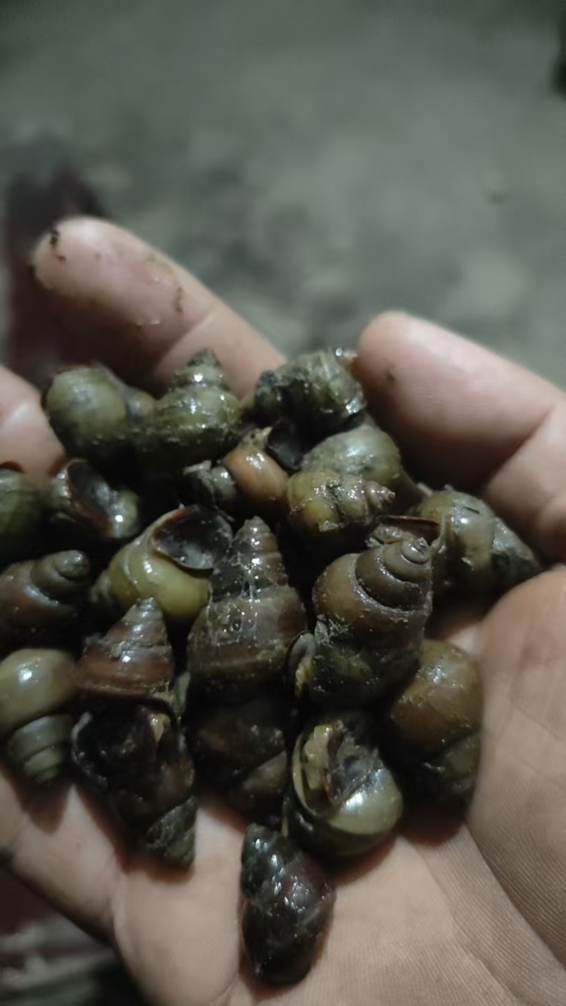 各种规格食用螺，产地直供，全国代发，欢迎咨询