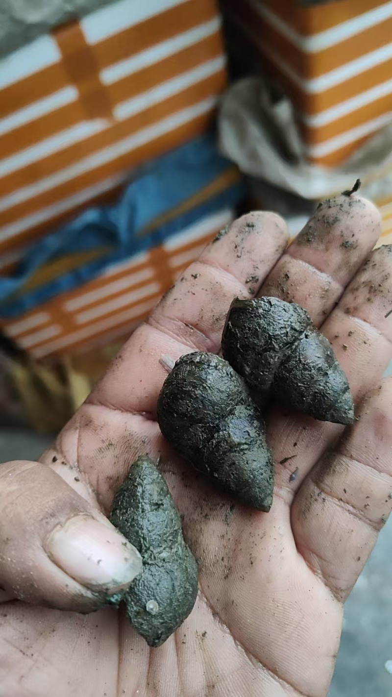 各种规格食用螺，产地直供，全国代发，欢迎咨询