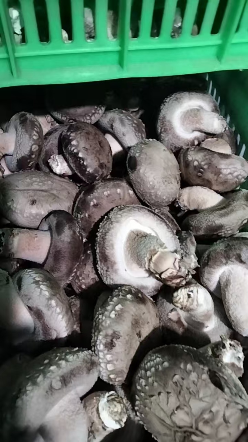 香菇大量上市货源充足，价格优惠产地直发欢迎来采购