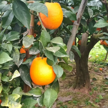 脐橙