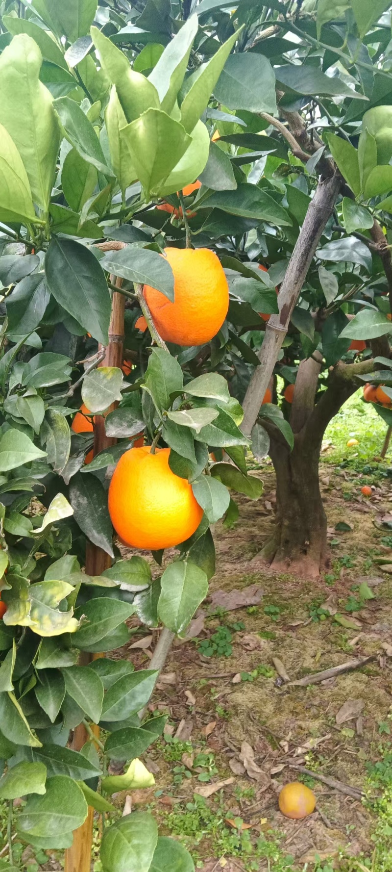 脐橙