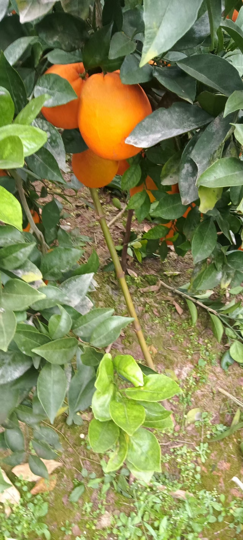 脐橙