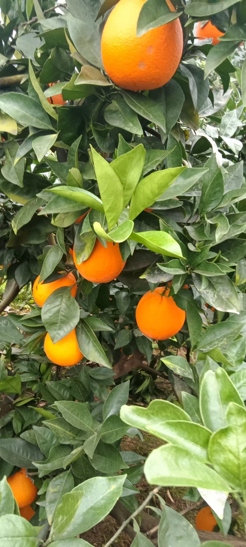 脐橙