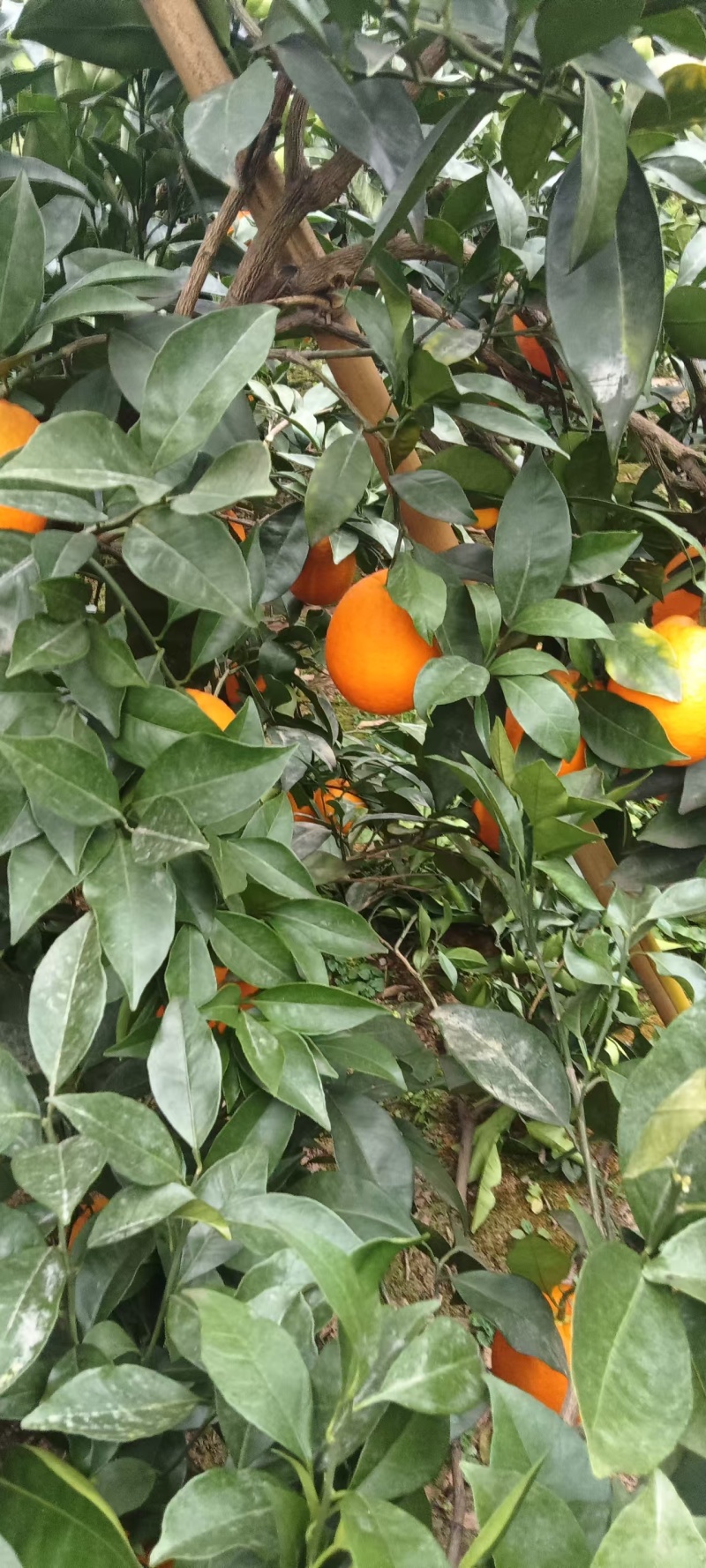 脐橙