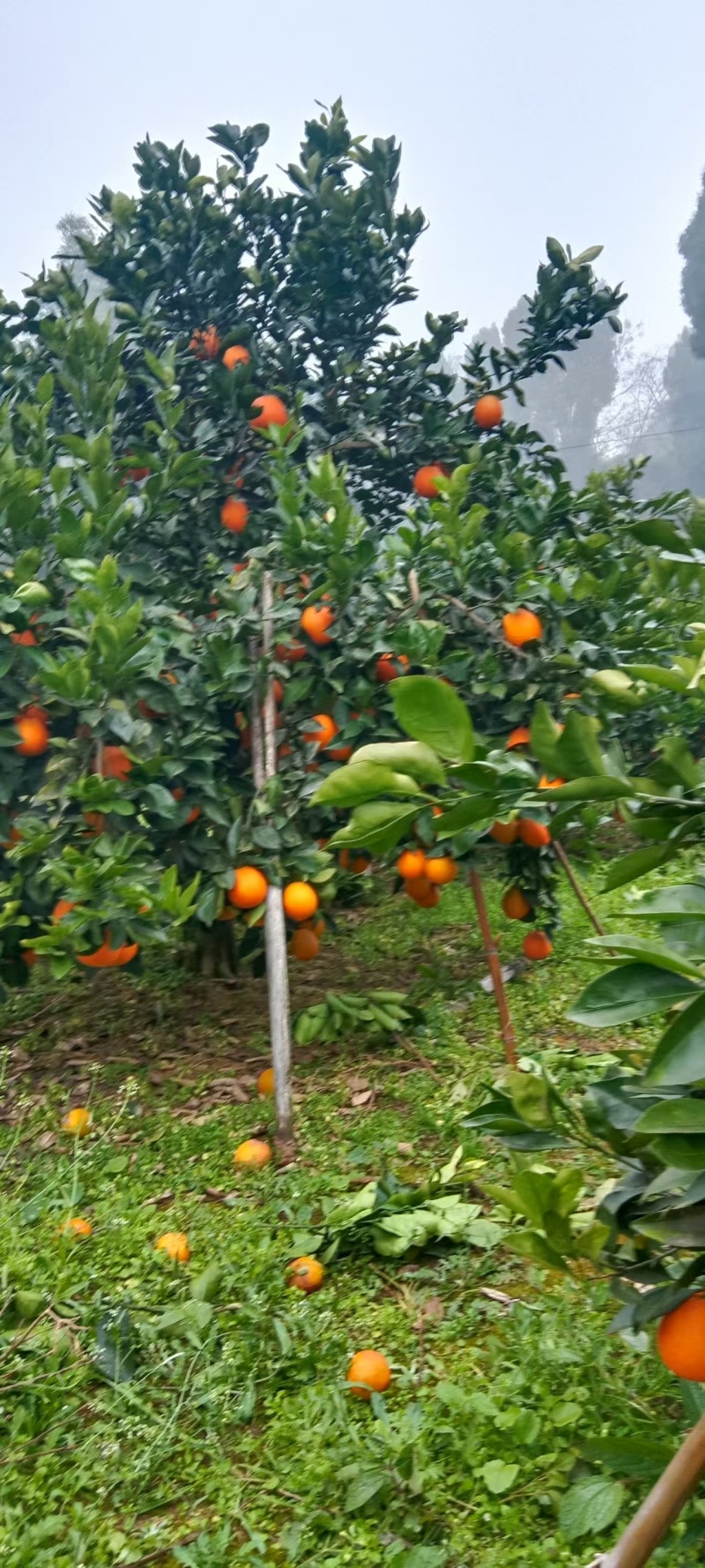 脐橙