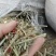 精品辣子杆无土无地膜干净辣椒秧辣椒秸秆适宜牛羊养殖