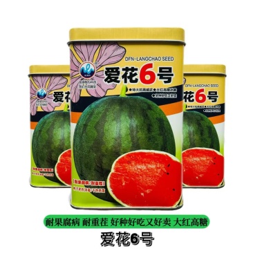 爱花6号大红瓤西瓜种子大果高糖黑皮西瓜种子暗花皮耐重茬