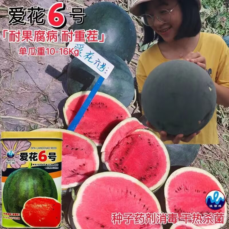 爱花6号大红瓤西瓜种子大果高糖黑皮西瓜种子暗花皮耐重茬