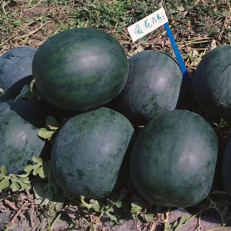 爱花6号大红瓤西瓜种子大果高糖黑皮西瓜种子暗花皮耐重茬