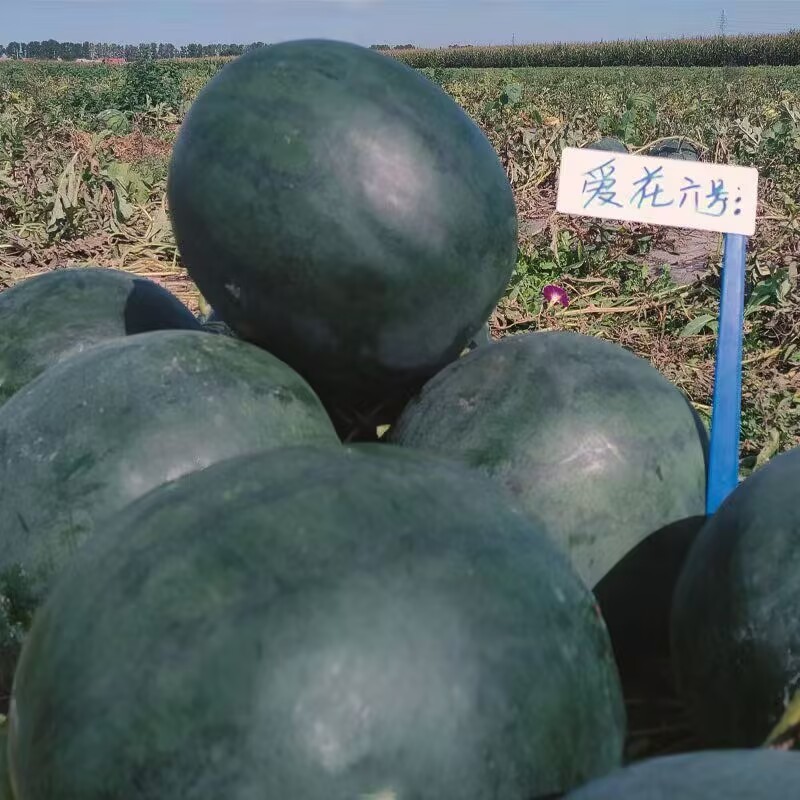 爱花6号大红瓤西瓜种子大果高糖黑皮西瓜种子暗花皮耐重茬